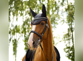 Spaans sportpaard, Ruin, 7 Jaar, 165 cm