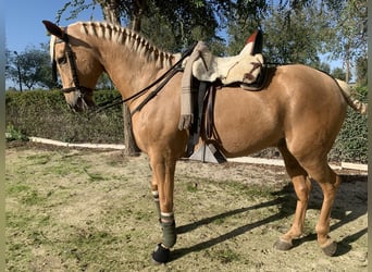 Spaans sportpaard, Ruin, 7 Jaar, 166 cm, Pearl