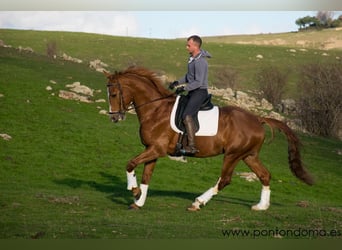 Spaans sportpaard, Ruin, 7 Jaar, 167 cm, Roodvos