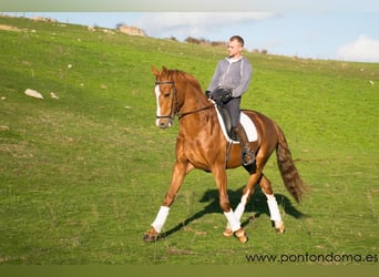Spaans sportpaard, Ruin, 7 Jaar, 167 cm, Roodvos