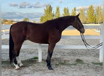 Spaans sportpaard, Ruin, 7 Jaar, 170 cm, Roodbruin
