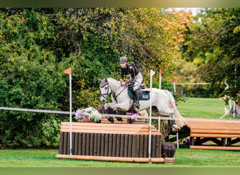 Spaans sportpaard, Ruin, 8 Jaar, 148 cm, Schimmel