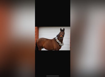 Spaans sportpaard Mix, Ruin, 8 Jaar, 163 cm, Bruin