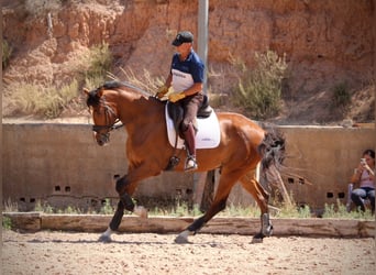 Spaans sportpaard, Ruin, 8 Jaar, 168 cm, Bruin