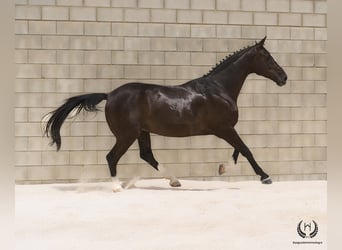 Spanisches Sportpferd, Wallach, 8 Jahre, 168 cm, Rappe