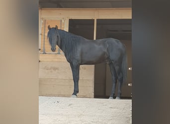 Spaans sportpaard, Ruin, 8 Jaar, 169 cm, Zwart