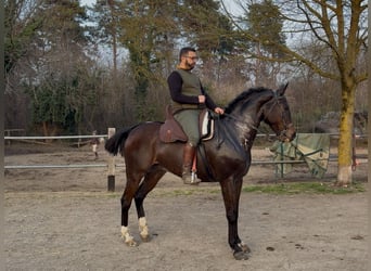 Spaans sportpaard, Ruin, 9 Jaar, 159 cm, Zwartbruin