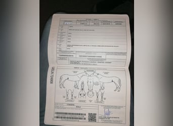 Spaans sportpaard, Ruin, 9 Jaar, 162 cm, Schimmel