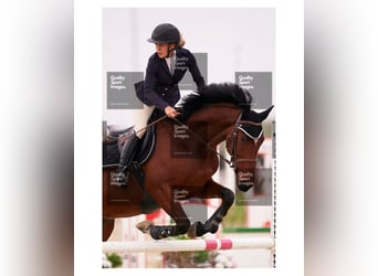 Spaans sportpaard, Ruin, 9 Jaar, 163 cm, Bruin