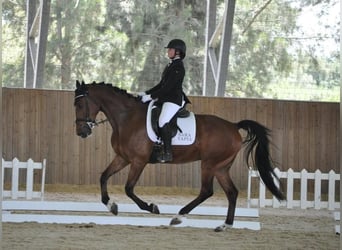 Spaans sportpaard, Ruin, 9 Jaar, 163 cm, Bruin