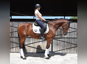 Spaans sportpaard, Ruin, 9 Jaar, 163 cm, Bruin