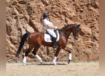 Spaans sportpaard, Ruin, 9 Jaar, 163 cm, Bruin