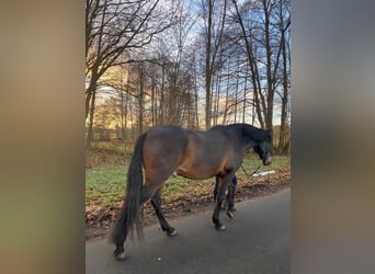 Spaans sportpaard, Ruin, 9 Jaar, 165 cm, Donkerbruin