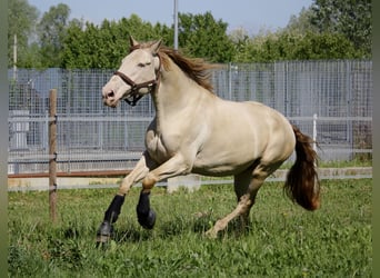 Spaans sportpaard, Ruin, 9 Jaar, 170 cm, Cremello