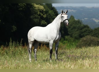 Spaans sportpaard, Ruin, 9 Jaar, 170 cm, Schimmel