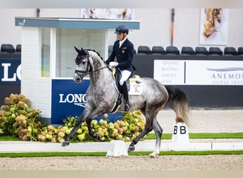 Spaans sportpaard, Ruin, 9 Jaar, 170 cm, Schimmel