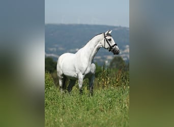Spaans sportpaard, Ruin, 9 Jaar, 170 cm, Schimmel