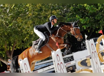 Spanisches Sportpferd, Unbekannt, Embryo