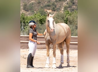 Spanisches Sportpferd, Hengst, 10 Jahre, 167 cm, Palomino