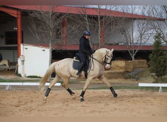 Spanisches Sportpferd, Hengst, 10 Jahre, 167 cm, Palomino