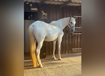 Spanisches Sportpferd, Hengst, 10 Jahre, 170 cm, Schimmel