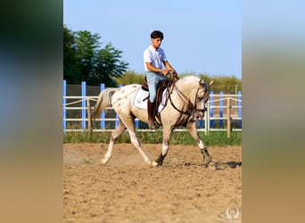 Spanisches Sportpferd, Hengst, 10 Jahre, Tigerschecke