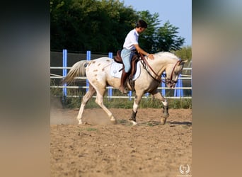 Spanisches Sportpferd, Hengst, 10 Jahre, Tigerschecke