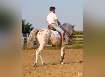 Spanisches Sportpferd, Hengst, 10 Jahre, Tigerschecke