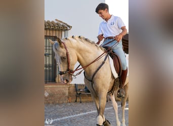 Spanisches Sportpferd, Hengst, 10 Jahre, Tigerschecke