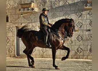 Spanisches Sportpferd, Hengst, 12 Jahre, 173 cm, Dunkelbrauner