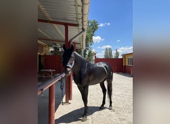 Spanisches Sportpferd, Hengst, 13 Jahre, 170 cm, Schwarzbrauner