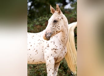 Spanisches Sportpferd, Hengst, 1 Jahr, 150 cm, Tigerschecke