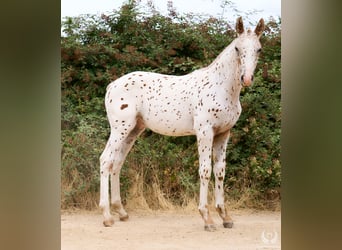 Spanisches Sportpferd, Hengst, 1 Jahr, 150 cm, Tigerschecke