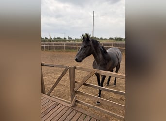 Spanisches Sportpferd, Hengst, 1 Jahr, 155 cm, Schimmel