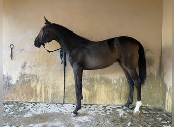 Spanisches Sportpferd, Hengst, 1 Jahr, 159 cm, Dunkelbrauner