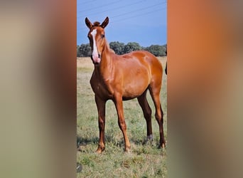 Spanisches Sportpferd, Hengst, 1 Jahr, 167 cm, Fuchs
