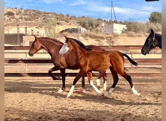 Spanisches Sportpferd, Hengst, 1 Jahr, 170 cm, Brauner