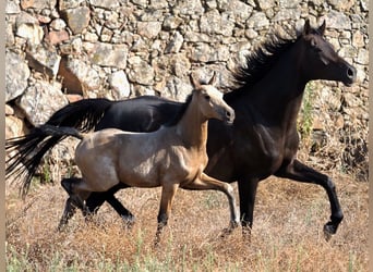 Spanisches Sportpferd, Hengst, 1 Jahr, Buckskin