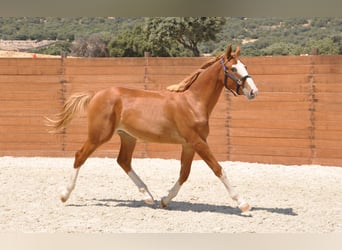 Spanisches Sportpferd, Hengst, 1 Jahr, Fuchs