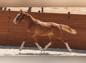 Spanisches Sportpferd, Hengst, 1 Jahr, Fuchs