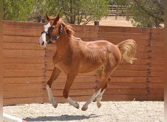 Spanisches Sportpferd, Hengst, 1 Jahr, Fuchs