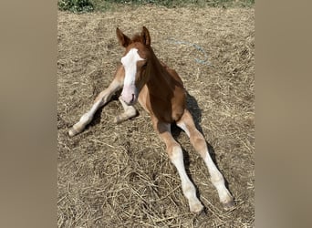 Spanisches Sportpferd, Hengst, 1 Jahr, Fuchs