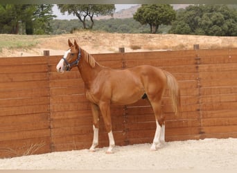 Spanisches Sportpferd, Hengst, 1 Jahr, Fuchs
