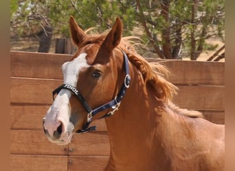 Spanisches Sportpferd, Hengst, 1 Jahr, Fuchs