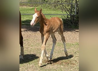 Spanisches Sportpferd, Hengst, 1 Jahr, Fuchs