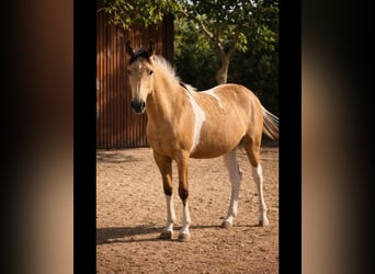 Spanisches Sportpferd, Hengst, 1 Jahr, Schecke