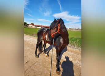 Spanisches Sportpferd, Hengst, 20 Jahre, 170 cm, Brauner