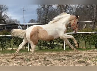 Spanisches Sportpferd, Hengst, 2 Jahre, 157 cm, Schecke