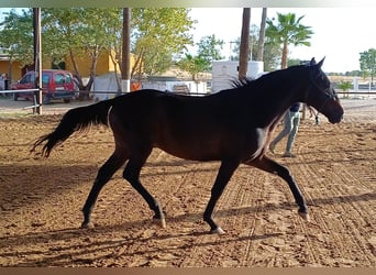 Spanisches Sportpferd, Hengst, 2 Jahre, 160 cm, Dunkelbrauner