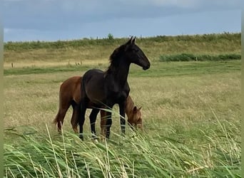 Spanisches Sportpferd, Hengst, 2 Jahre, 160 cm, Schwarzbrauner